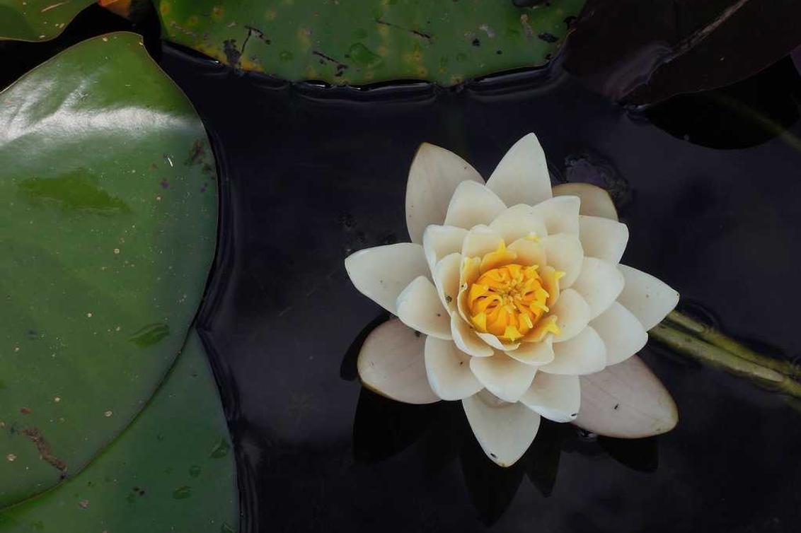 Pariatur aut quo magnam